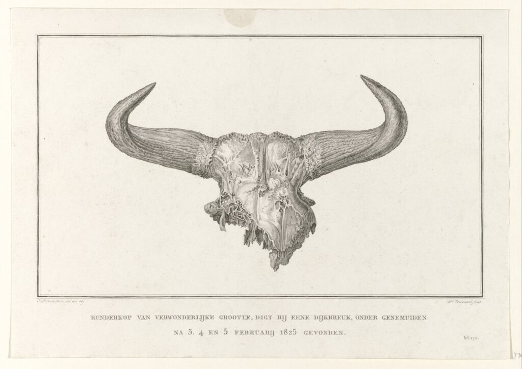 Prent van de runderschedel die werd gevonden na de dijkdoorbraak bij Genemuiden in 1825
