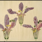 Fascinatie voor botanica