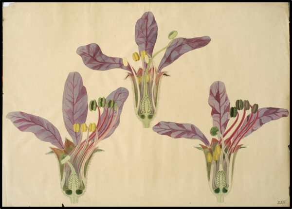 Fascinatie voor botanica